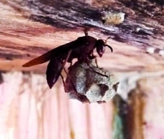 Polistes tenebricosus