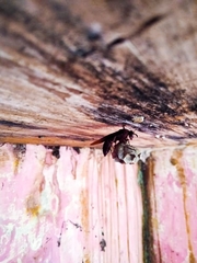 Polistes tenebricosus