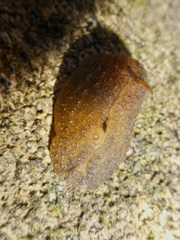 Pseudaneitea