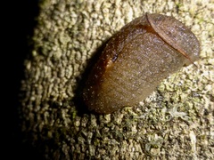 Pseudaneitea