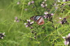 Cirsium microspicatum microspicatum