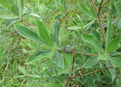 Terminalia sericea