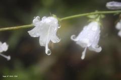 Adenophora remotiflora
