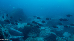 Prionurus microlepidotus