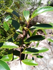 Cinnamosma fragrans image