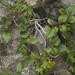 Rhamnus microcarpa - Photo (c) Svetlana Nesterova, algunos derechos reservados (CC BY-NC), subido por Svetlana Nesterova