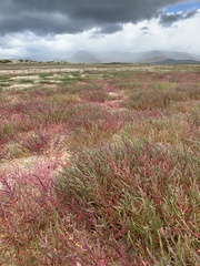 Salicornia meyeriana