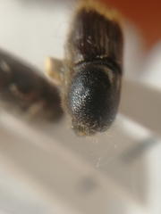 Ips sexdentatus