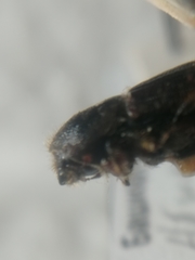 Ips sexdentatus