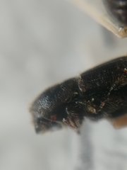 Ips sexdentatus