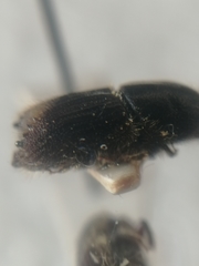 Ips sexdentatus