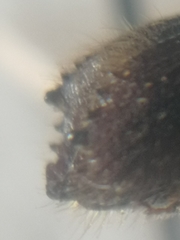 Ips sexdentatus