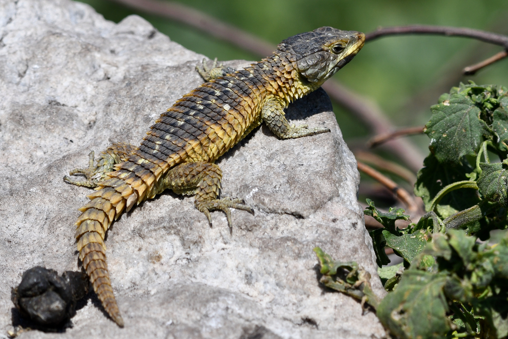Cape Girdled Lizard