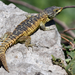 Cape Girdled Lizard - Photo (c) Beat Akeret, some rights reserved (CC BY-NC), uploaded by Beat Akeret