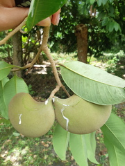 Aspidosperma megalocarpon