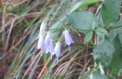 Adenophora triphylla