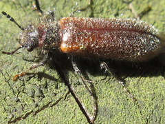 Psoa rubripennis