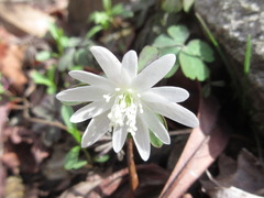 Anemonoides raddeana