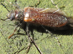 Psoa rubripennis