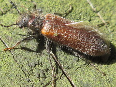 Psoa rubripennis