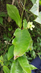 Mesechites trifidus