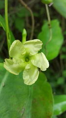 Mesechites trifidus