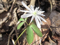 Anemonoides raddeana