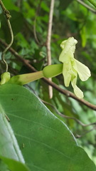 Mesechites trifidus