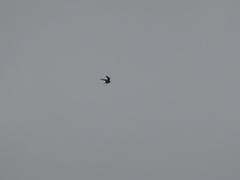 Falconiformes