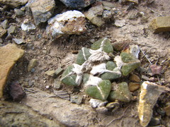 Ariocarpus kotschoubeyanus