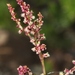 Rumex acetosella angiocarpus - Photo (c) faluke, some rights reserved (CC BY-NC), uploaded by faluke