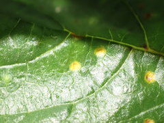 Puccinia malvacearum