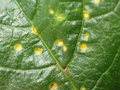 Puccinia malvacearum