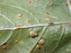 Puccinia malvacearum