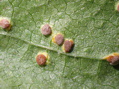 Puccinia malvacearum