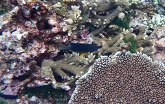 Plectroglyphidodon gascoynei