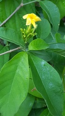 Tabernaemontana hannae