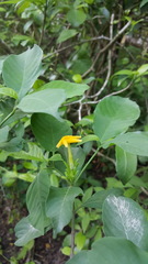 Tabernaemontana hannae