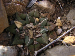 Ariocarpus kotschoubeyanus