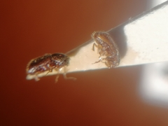 Trypophloeus alni