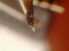 Trypophloeus alni