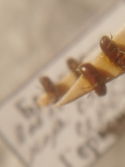 Trypophloeus alni
