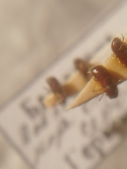 Trypophloeus alni