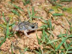 Uperoleia laevigata