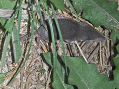 Crocidura leucodon