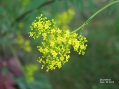 Patrinia scabiosifolia