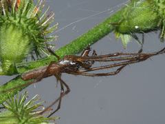 Tetragnatha nigrita