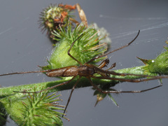 Tetragnatha nigrita