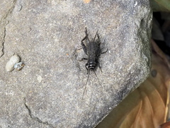 Modicogryllus frontalis