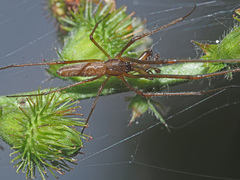 Tetragnatha nigrita